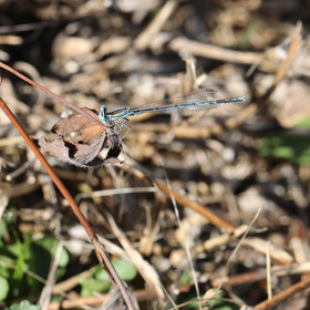 platycnemis-pennipes.jpg