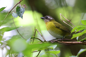 Boquete, Panama