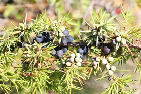 Chassagne_076.JPG