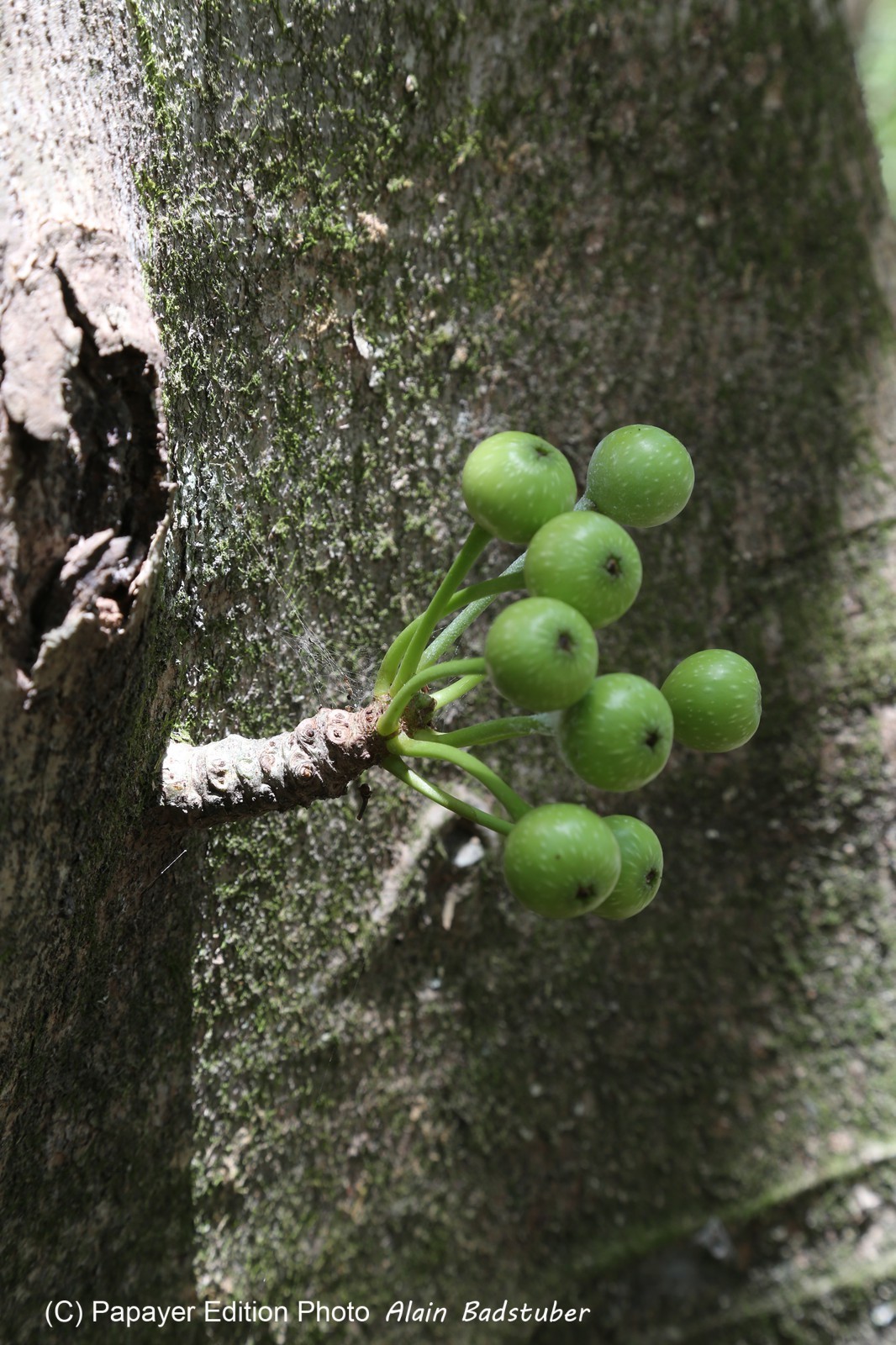 Cape-Trib_1375.JPG