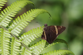Boquete, Panama