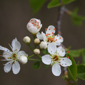 Prunus ?