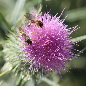 abeille_1.jpg