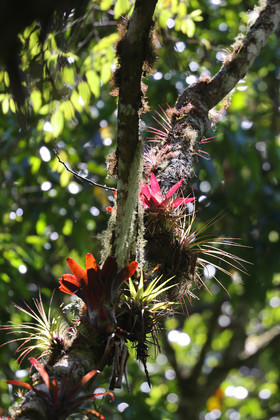 Boquete, Panama