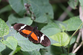 Boquete, Panama