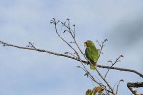 Perroquet_12-04-12.jpg