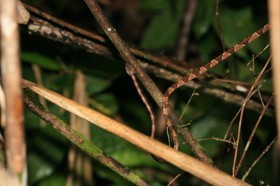 IMG_9766.JPG