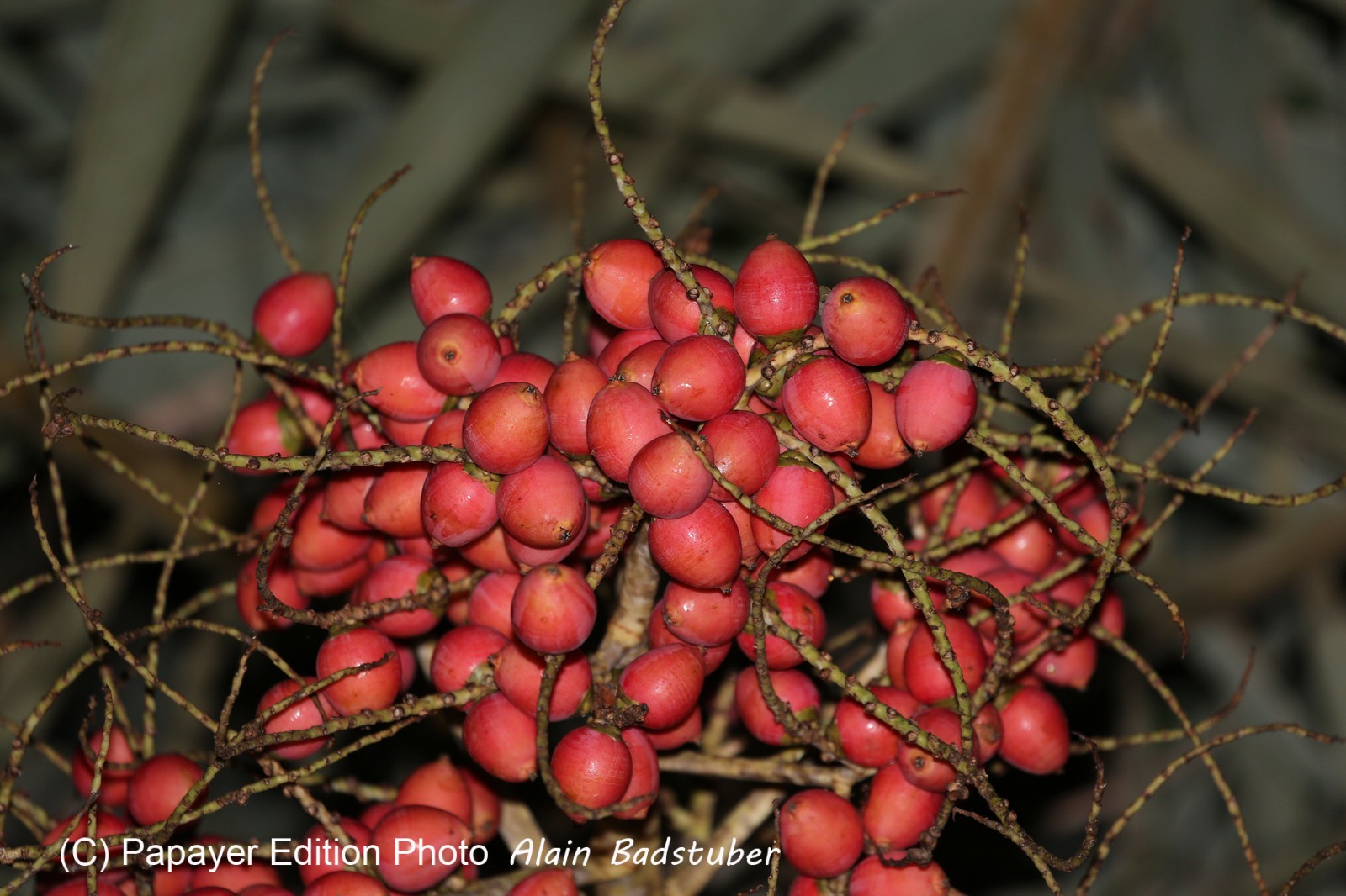 Cape-Trib_1494.JPG