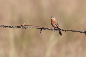 Sporophile-petit-louis_1.jpg