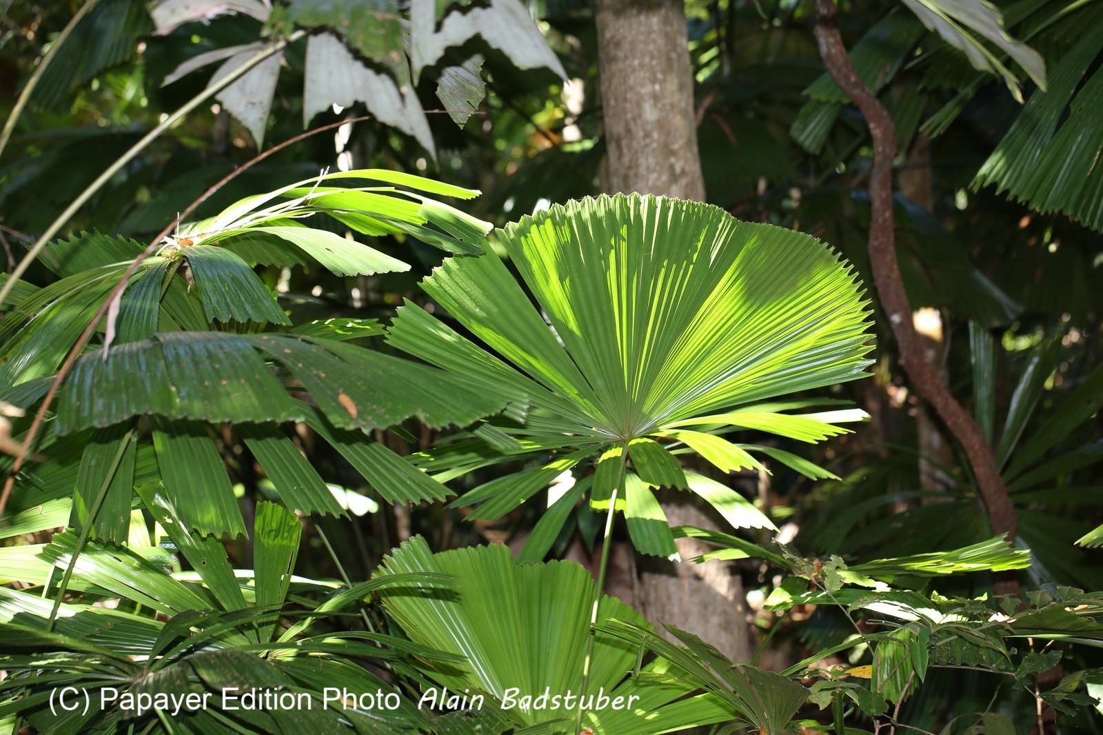 Cape-Trib_0244.JPG