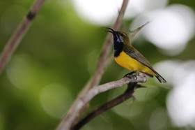 Oiseaux à Cape Tribulation