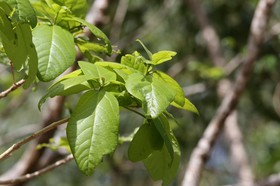 Cape-Trib_1289.JPG