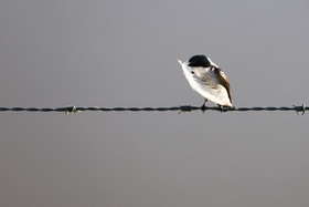 Hirondelle-sp_1.jpg