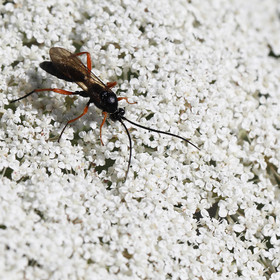 ichneumonidae_1.jpg