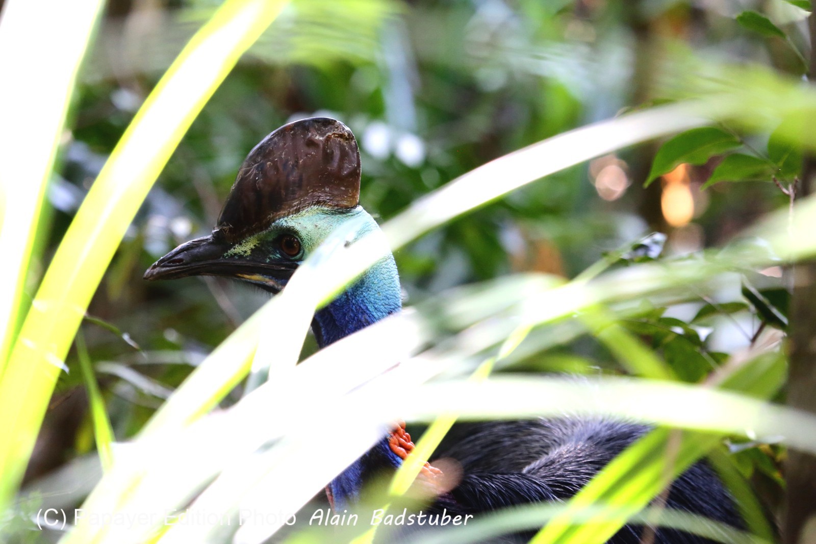 Oiseaux à Cape Tribulation