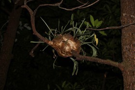 Cape-Trib_0537_01.JPG