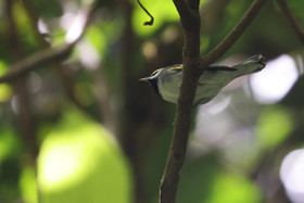 Boquete, Panama