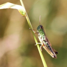 chortippus-sp_1.jpg