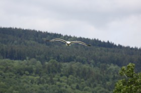 Vieille-Thielle_081.JPG