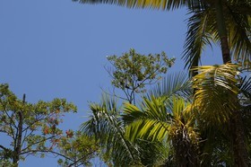 Cape-Trib_1622.JPG