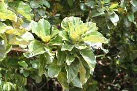 Cape-Trib_1252.JPG