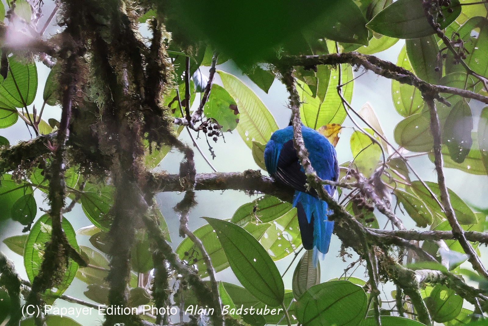 Boquete, Panama