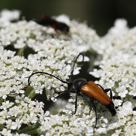 cerambycidae_5.jpg