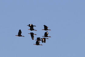 Dendrocygne-a-ventre-noir_2.jpg