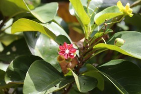 Cape-Trib_1242.JPG