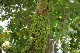 Cape-Trib_0925.JPG