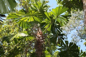 Cape-Trib_0264.JPG