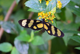 Methona-confusa_2.jpg