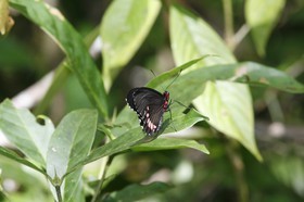 _MG_4270.JPG