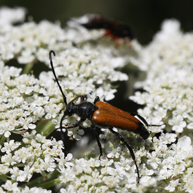cerambycidae_4.jpg