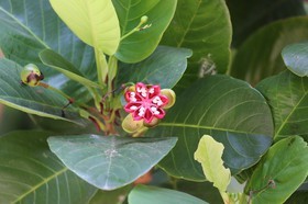Cape-Trib_1216.JPG