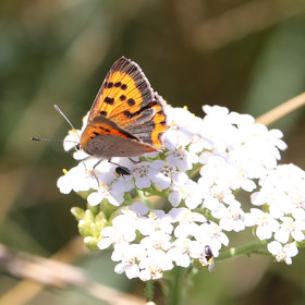 lycaena-phlaeas_1.jpg