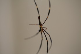Cape-Trib_0875.JPG