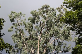 Cape-Trib_0013.JPG