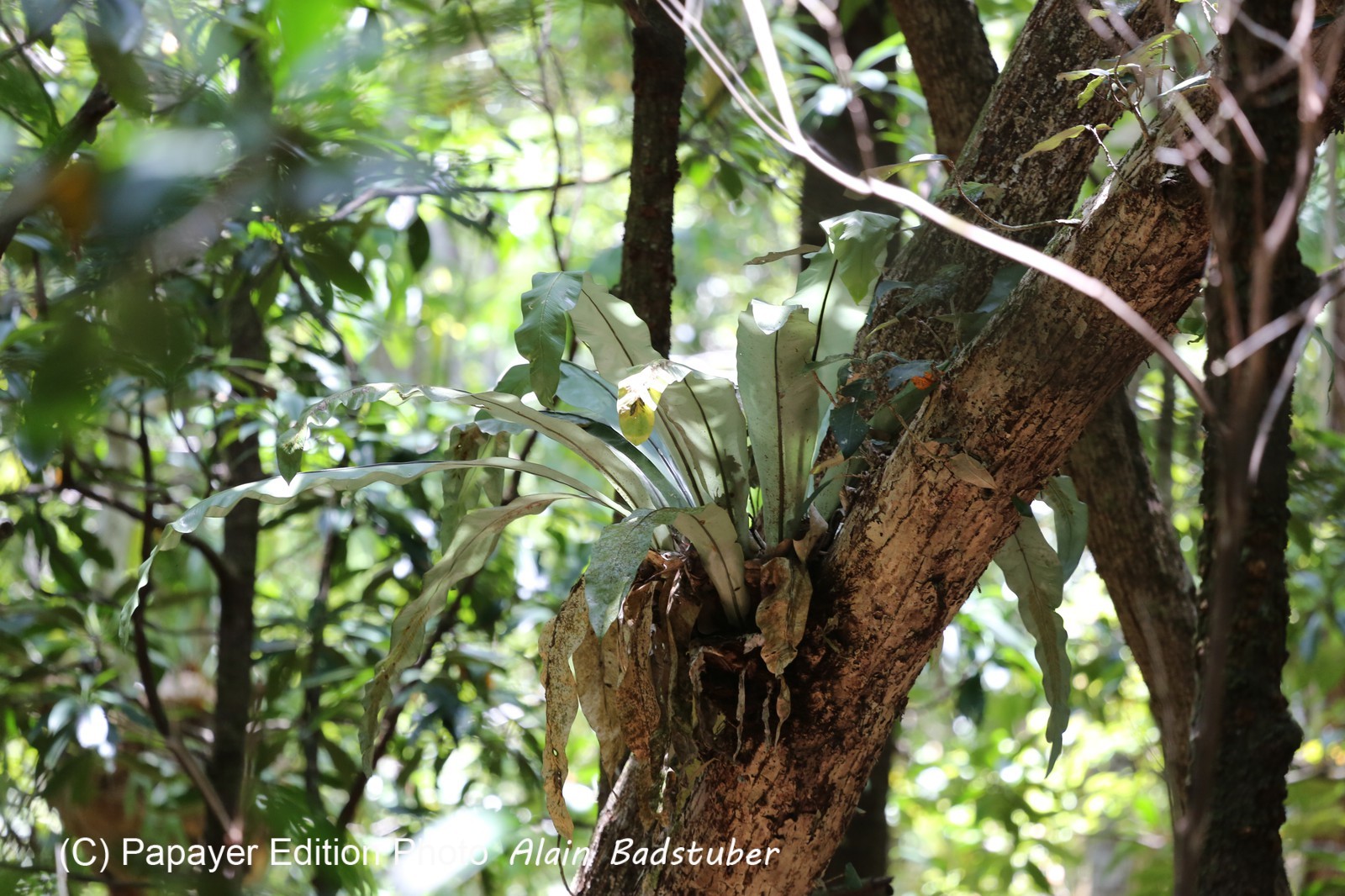 Cape-Trib_0981.JPG