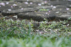 _MG_4441.JPG