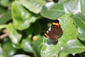 Boquete, Panama