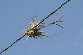 _MG_5366.JPG
