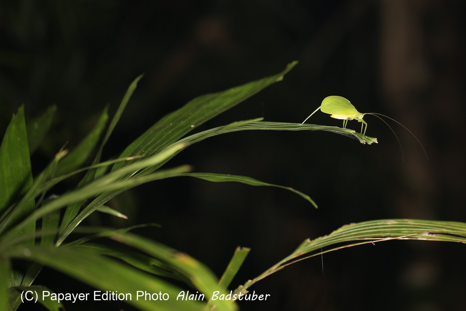Cape-Trib_0113_01.JPG