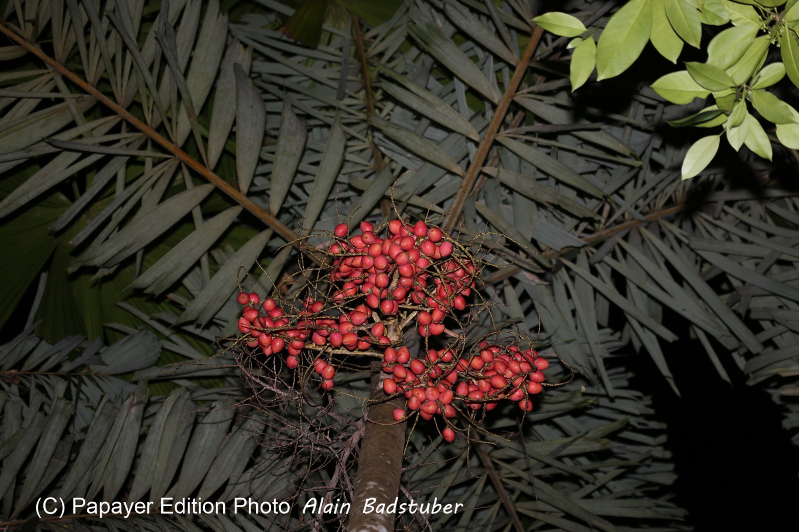 Cape-Trib_1495.JPG