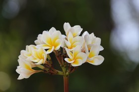 Cape-Trib_1332.JPG