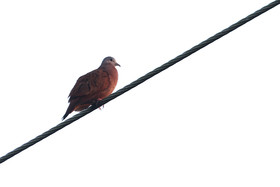 Colombe-rousse_1.jpg