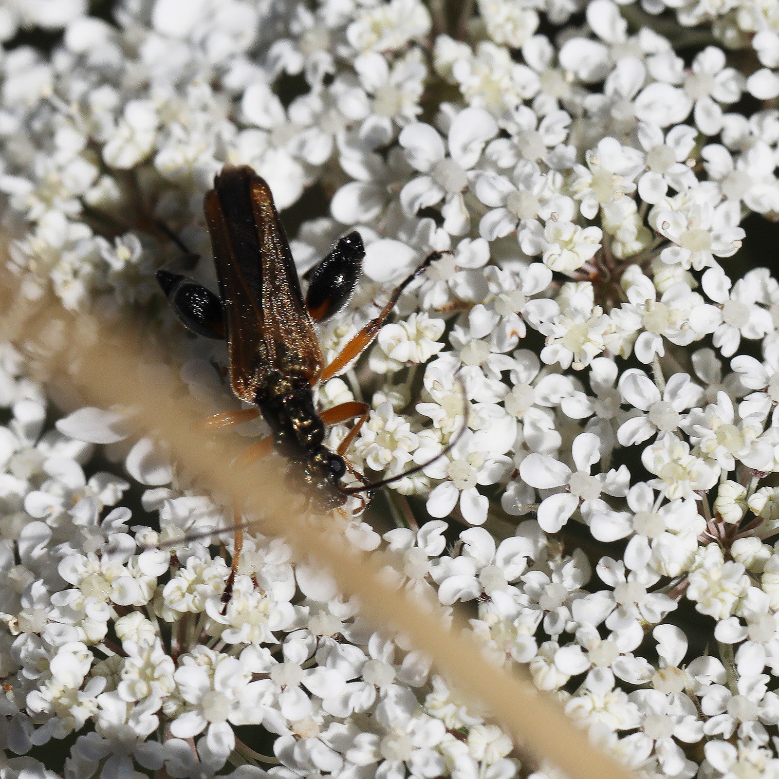 oedemeridae_1.jpg