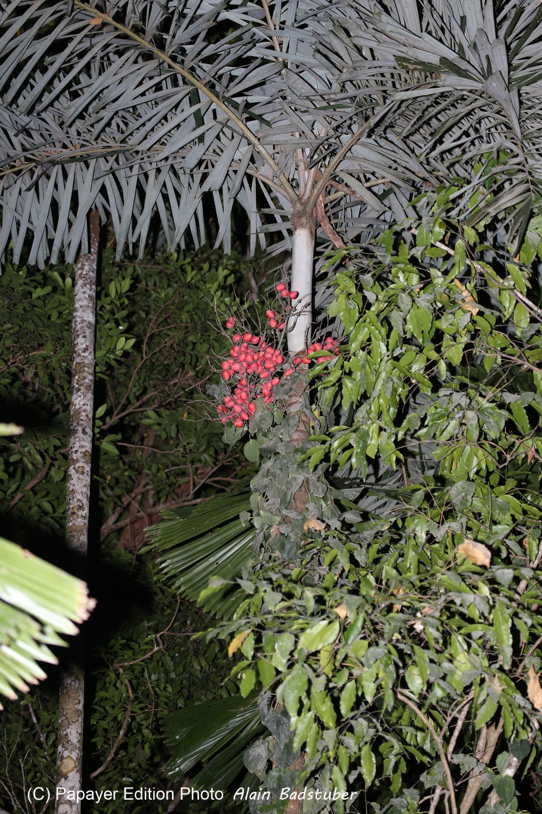 Cape-Trib_1561.JPG