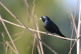 Jacarini-noir_1.jpg