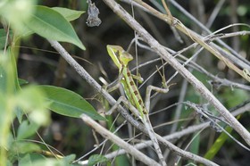 _MG_5416.JPG
